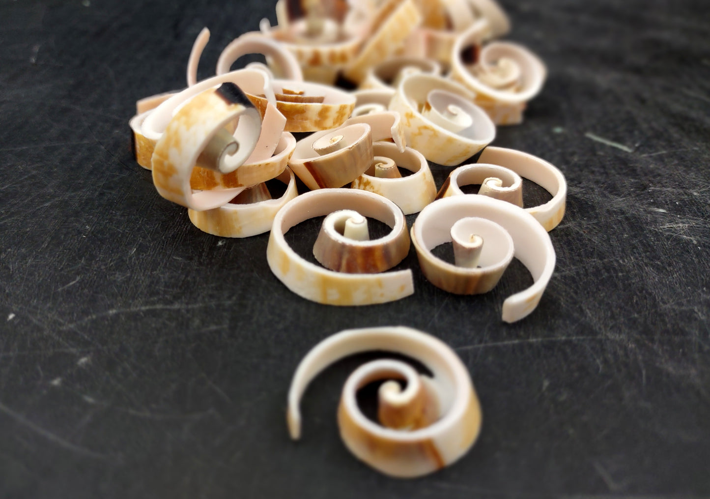 Swirl Cut Strombus Seashell Strombus Luhuanus (15 shell slices approx. .75+ inches) Copyright 2024 SeashellSupply.com