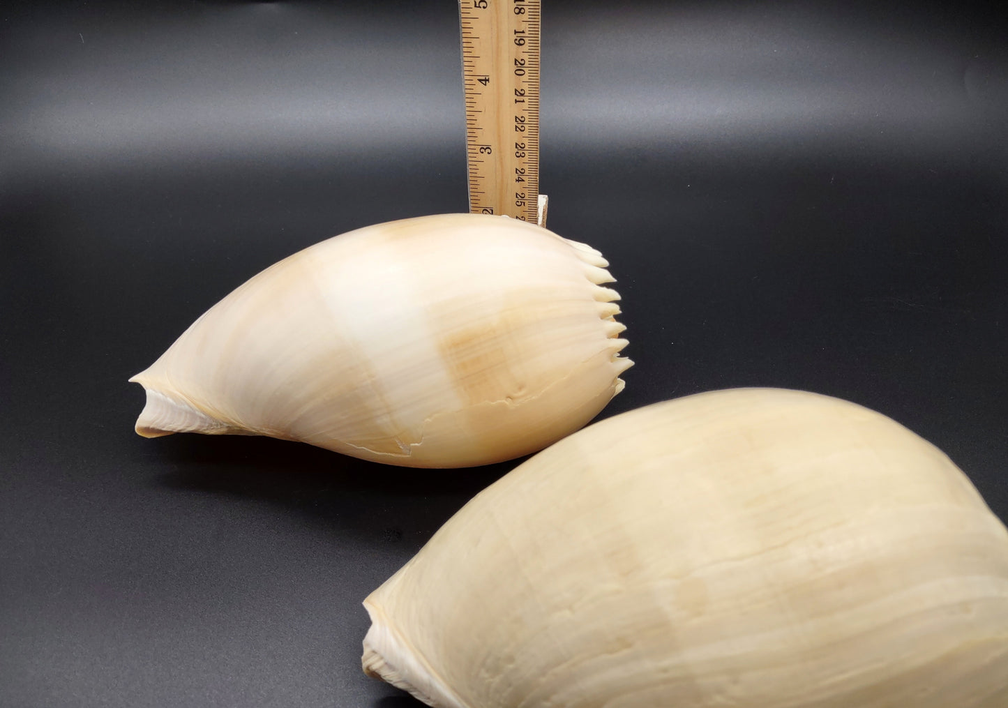 Large Crowned Baler Seashell Voluta Diadema (1 shell approx. 6+ inches) Great shells for coastal crafting decor & collections!