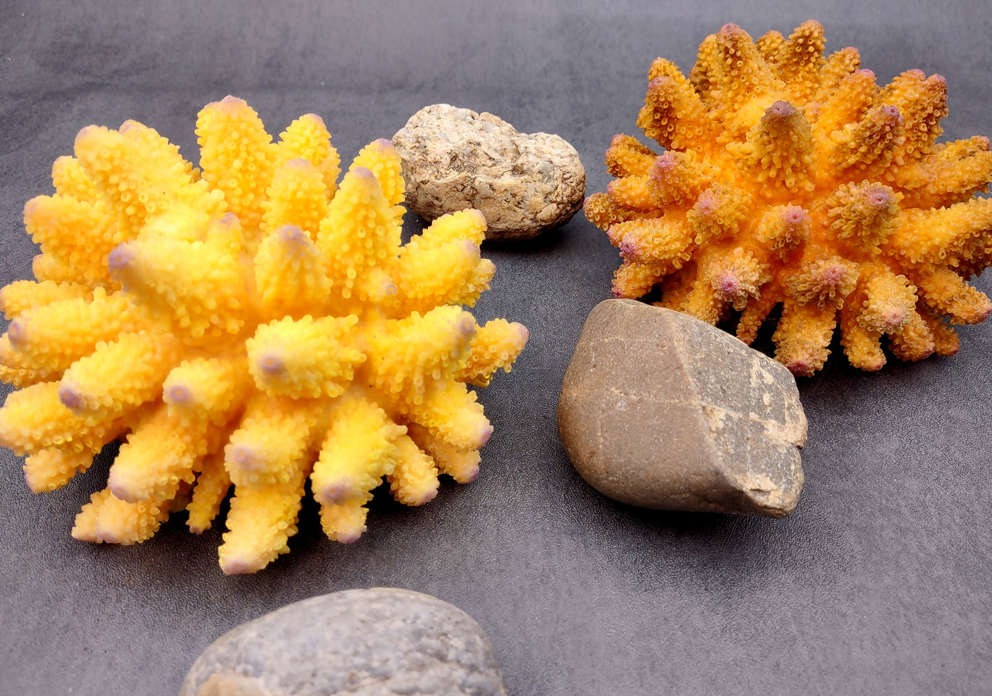 Yellow FAUX Finger Coral - Acropora Humilis - (1 FAUX Coral approx. 5.5Wx3.5Tx5D inches) on grey background. Copyright 2024 SeaShellSupply.com.