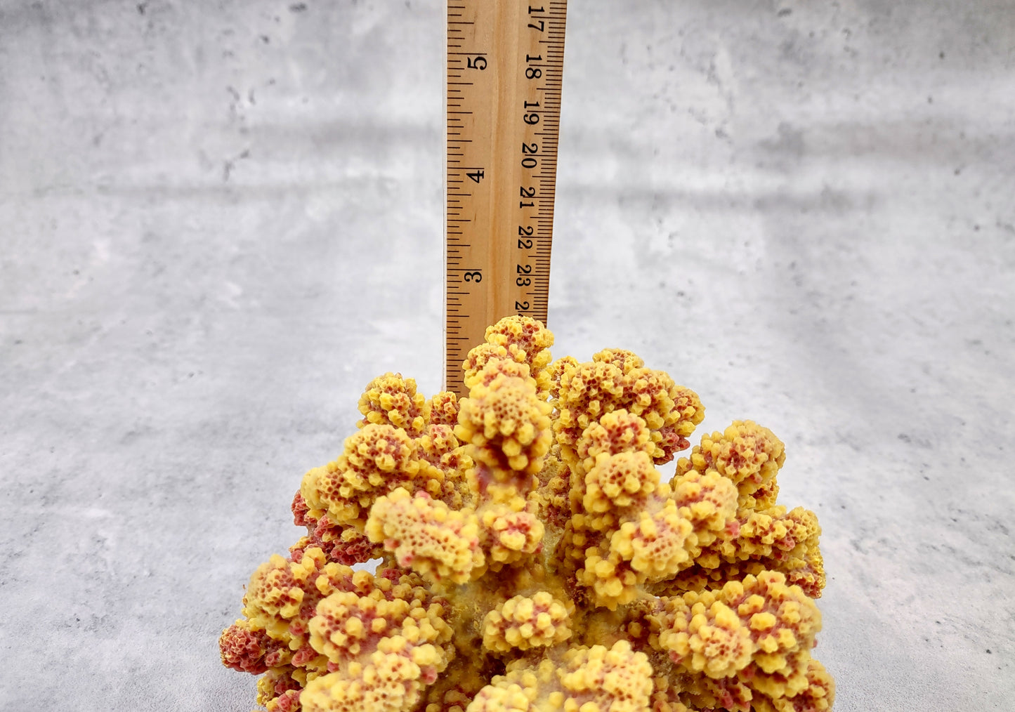 Yellow Rose FAUX Cluster Coral - Pocillopora Elegans - 1 faux coral approx. 5Wx3Dx4T with some dark pink arms on light background Copyright 2022 SeaShellSupply.com.