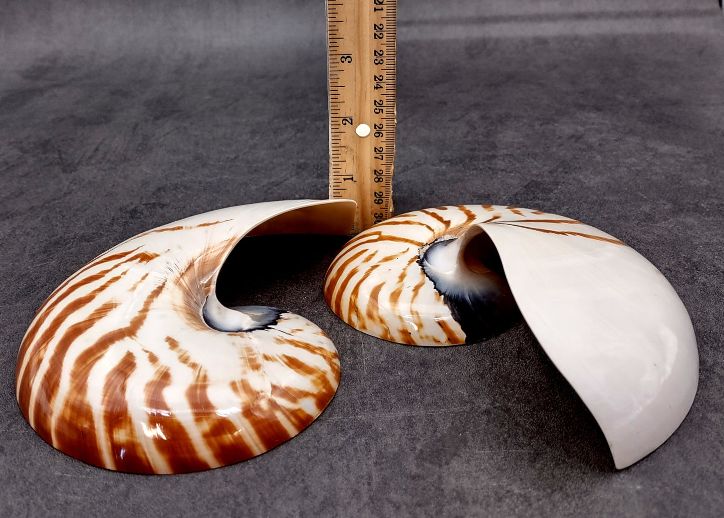Polished Natural Nautilus Seashell Right Cut Single Half Nautilus Pompilius (1 HALF shell approx. 6+ inches) Shells for decor & collections!