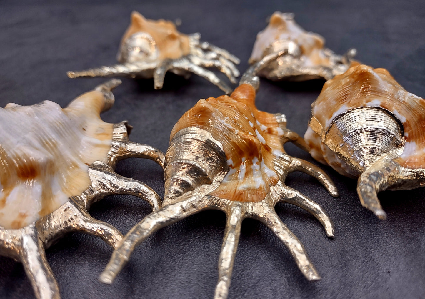 Silver-Plated Oranger Spider Seashell - Lambis Crotata - (1 Shell approx. 4+ inches) One orange and white spider conch with silver plated decoration. Copyright 2024 SeaShellSupply.com