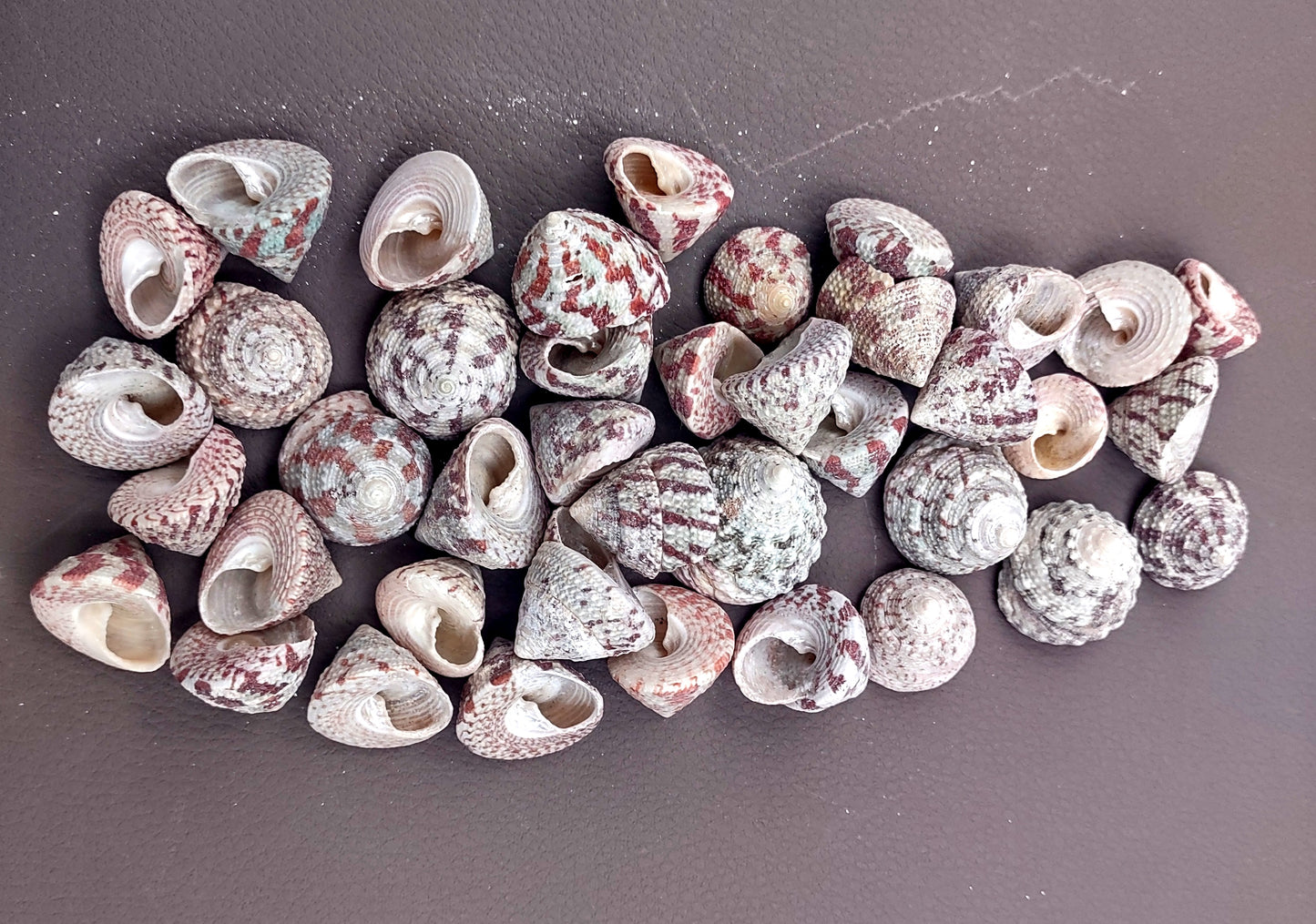 Christmas Tree Top Shells - Trochus Radiatus - (10 shells approx. .5-1 inches). Different shades of Orange and Teal shells in pile. Copyright 2024 SeaShellSupply.com.