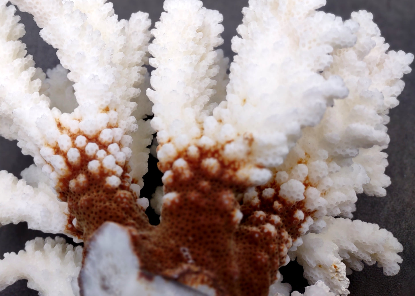 Brownstem White Coral Cluster Pocillopora Verrucosa (1 coral approx. 6.25L x 5H x 5D inches) Coral for coastal collections & display!