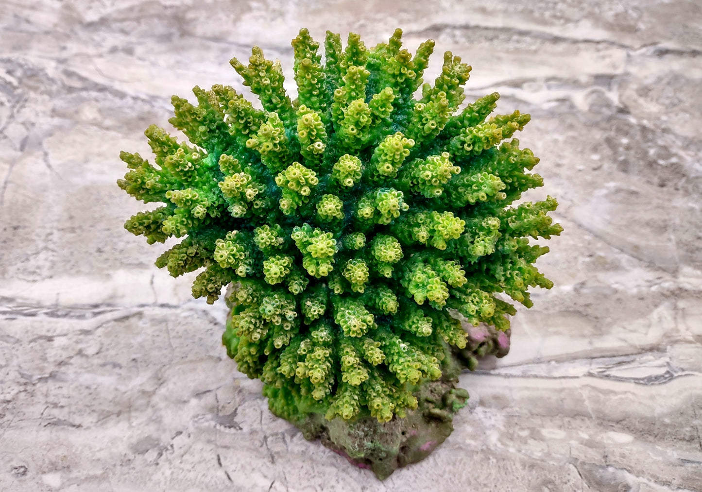 Green FAUX Table Coral - Acropora Hyacinthus - (1 FAUX Coral approx. 5Wx6Dx4T inches). Green thick fluffed coral set on rock. Copyright 2024 SeaShellSupply.co