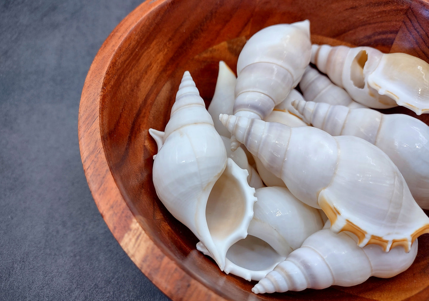 Delicate Tibia Shell - Tibia Delicatula - (3 shells approx. 3-4 inches). Three white and tan shaded spiral shells with a small opening at the end. Copyright 2022 SeaShellSupply.com.