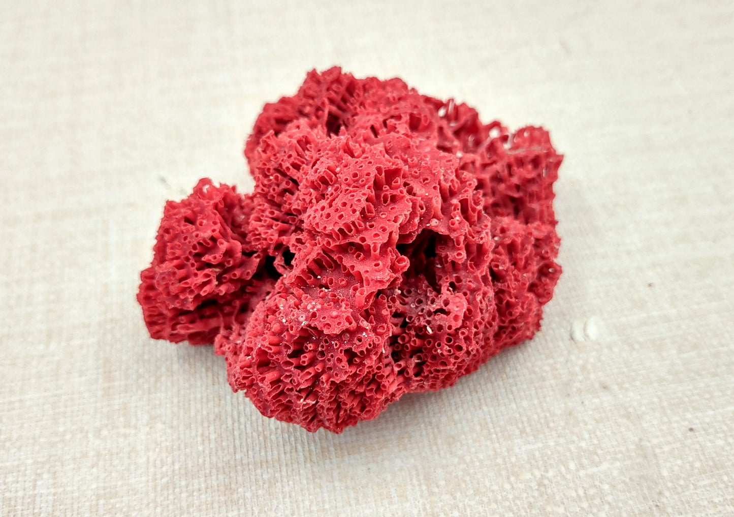 Red Pipe Organ Coral Tubipora Musica (1 coral approx. 3+ inches) Copyright 2024 SeashellSupply.com