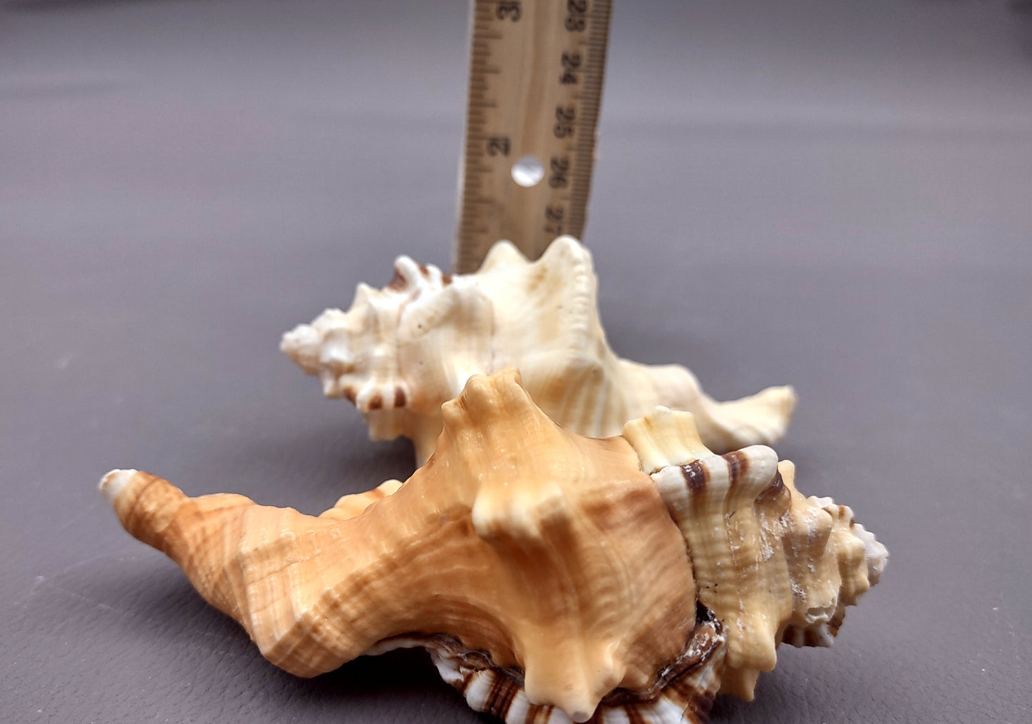 Perry's Triton Seashell Cymatium Peryii (1 shell approx. 3+ inches) Special shells for coastal crafting decor & collections!