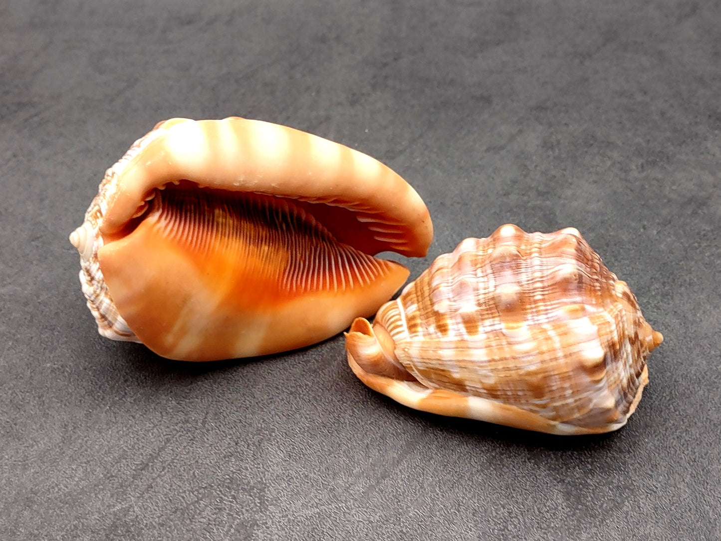Baby Bull's Mouth Helmet Shell (3-4") - Cassis Rufa