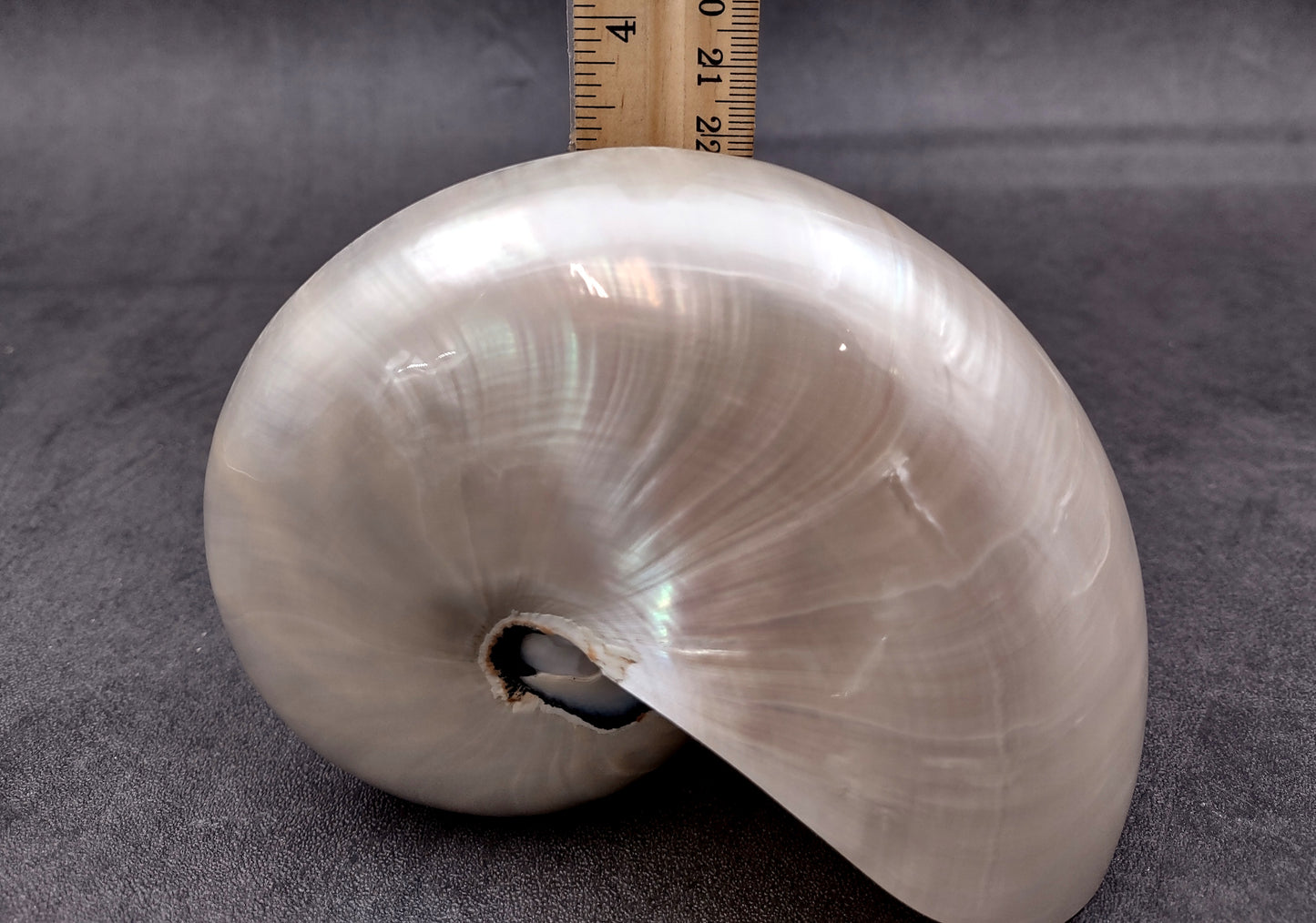 Pearlized Nautilus Seashell Polished Nautilus Pompilius (1 shell approx. 5+ inches) Great shells for coastal crafting decor & collections!