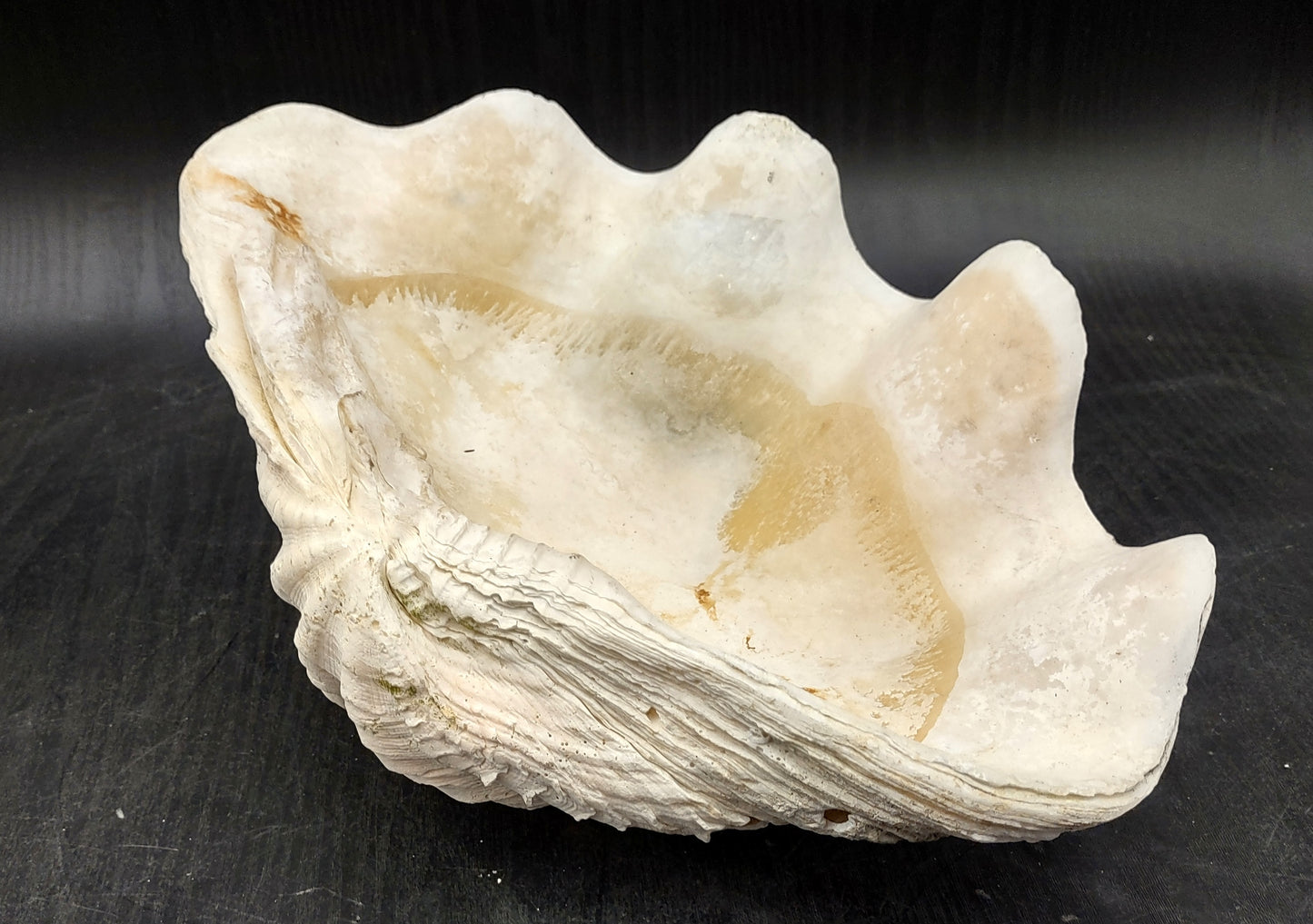 Giant clam shell individual specimen. Copyright 2024 SeashellSupply.com