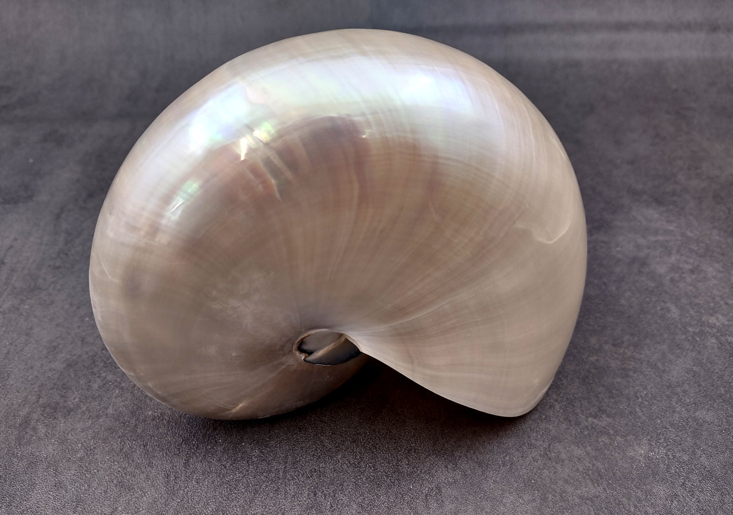 Pearl Nautilus Seashell (6-7") - Nautilus Pompilius