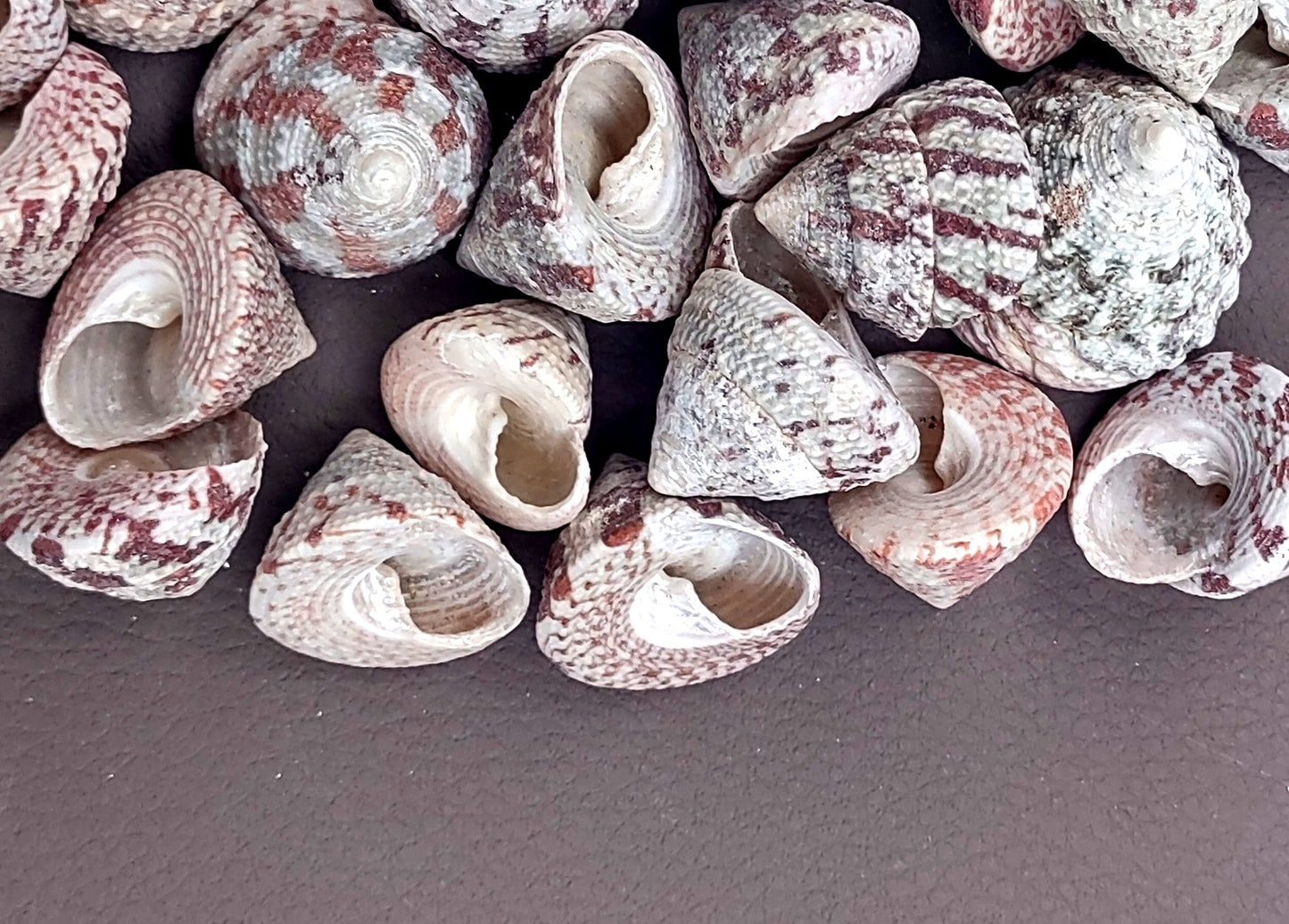 Christmas Tree Top Shells - Trochus Radiatus - (10 shells approx. .5-1 inches). Different shades of Orange and Teal shells in pile. Copyright 2024 SeaShellSupply.com.