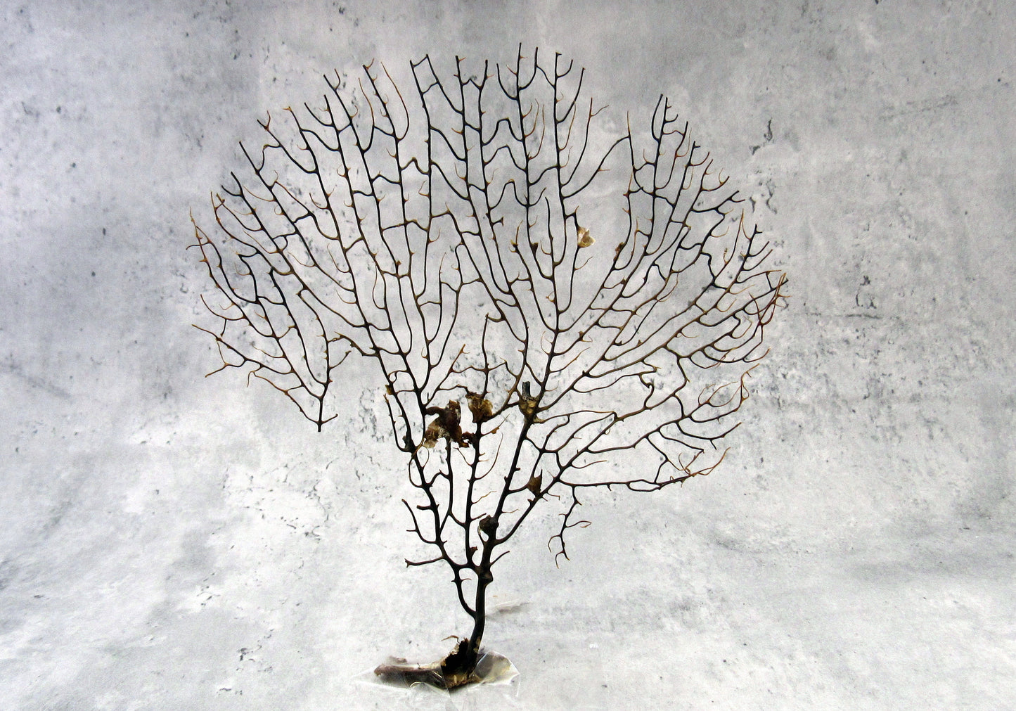 Black Sea Fan - Gorgonia Ventalina - (1 fan approx. 5-7 inches). One black sea fan with long black arms and a brown base. Copyright 2024 SeaShellSupply.com.