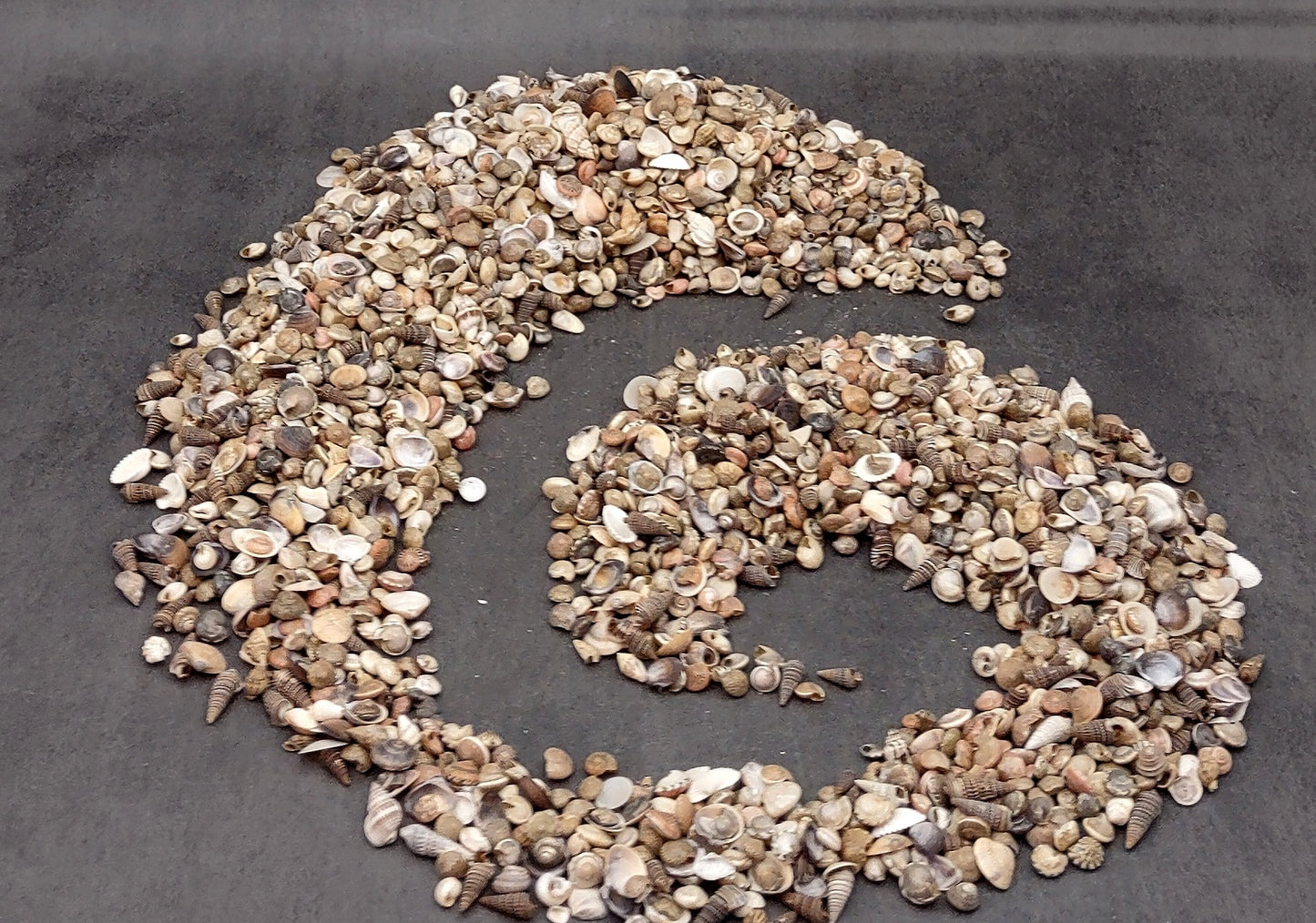Tiny Seashell Assorted Ocean Mix For Crafts (approx. 1 kilogram 0.25+ inches) Great shells for coastal crafting and collections!