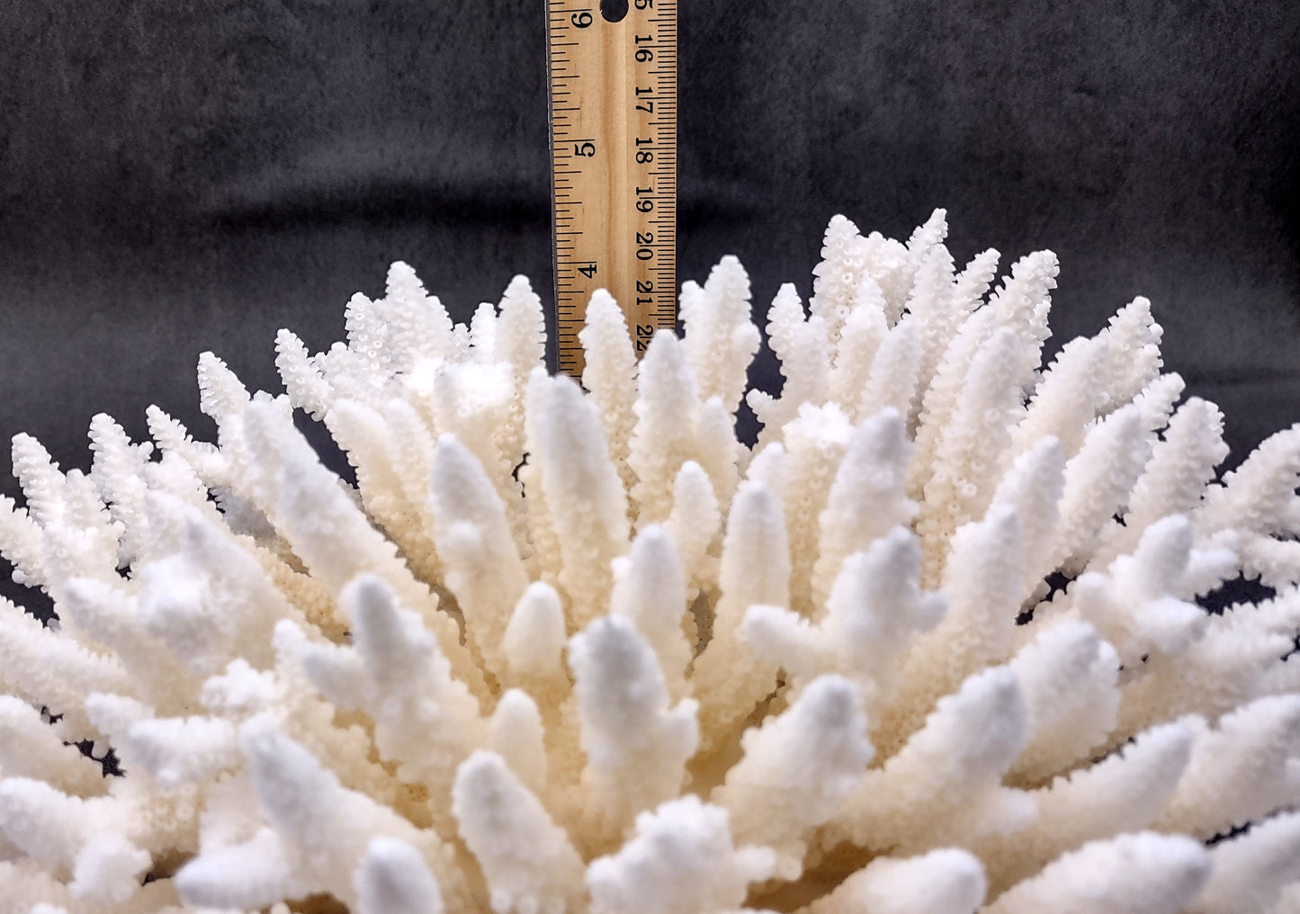 Photo of White Table Coral Large Cluster Acropora Latistella (1 coral approx. 9-11+ inches). Copyright 2024 SeashellSupply.com
