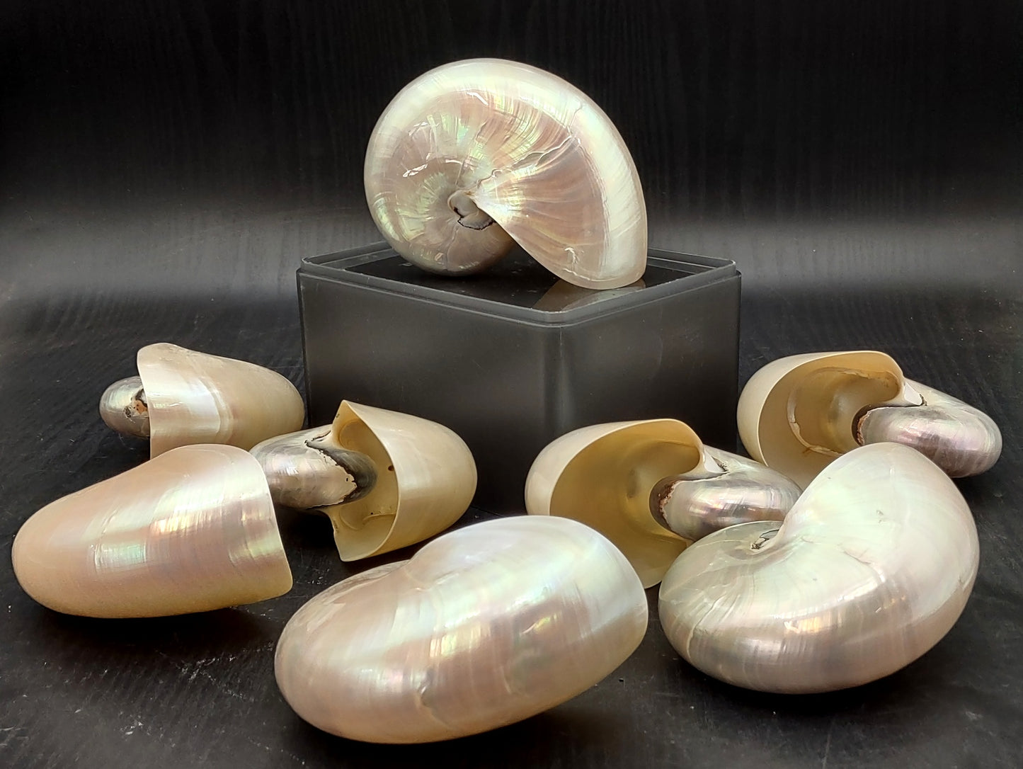Baby Pearl Nautilus Seashell (4-5") - Nautilus Pompilius