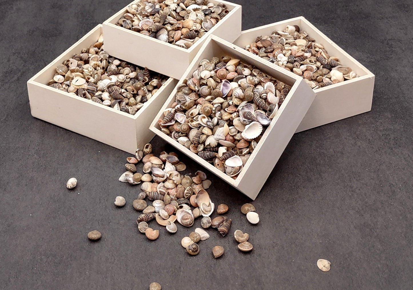 Tiny Seashell Assorted Ocean Mix For Crafts (approx. 1 kilogram 0.25+ inches) Great shells for coastal crafting and collections!