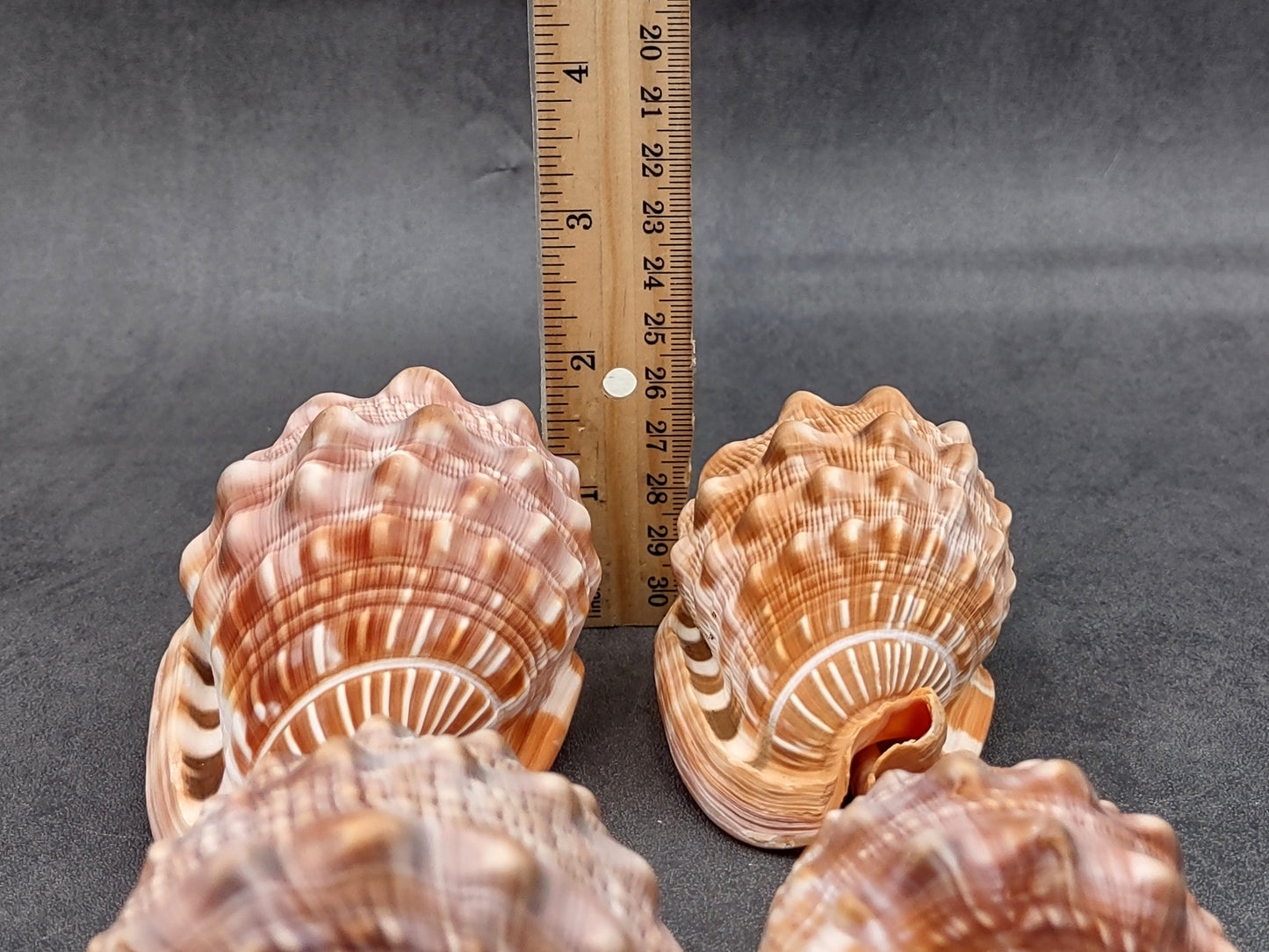 Baby Bull's Mouth Helmet Shell (3-4") - Cassis Rufa