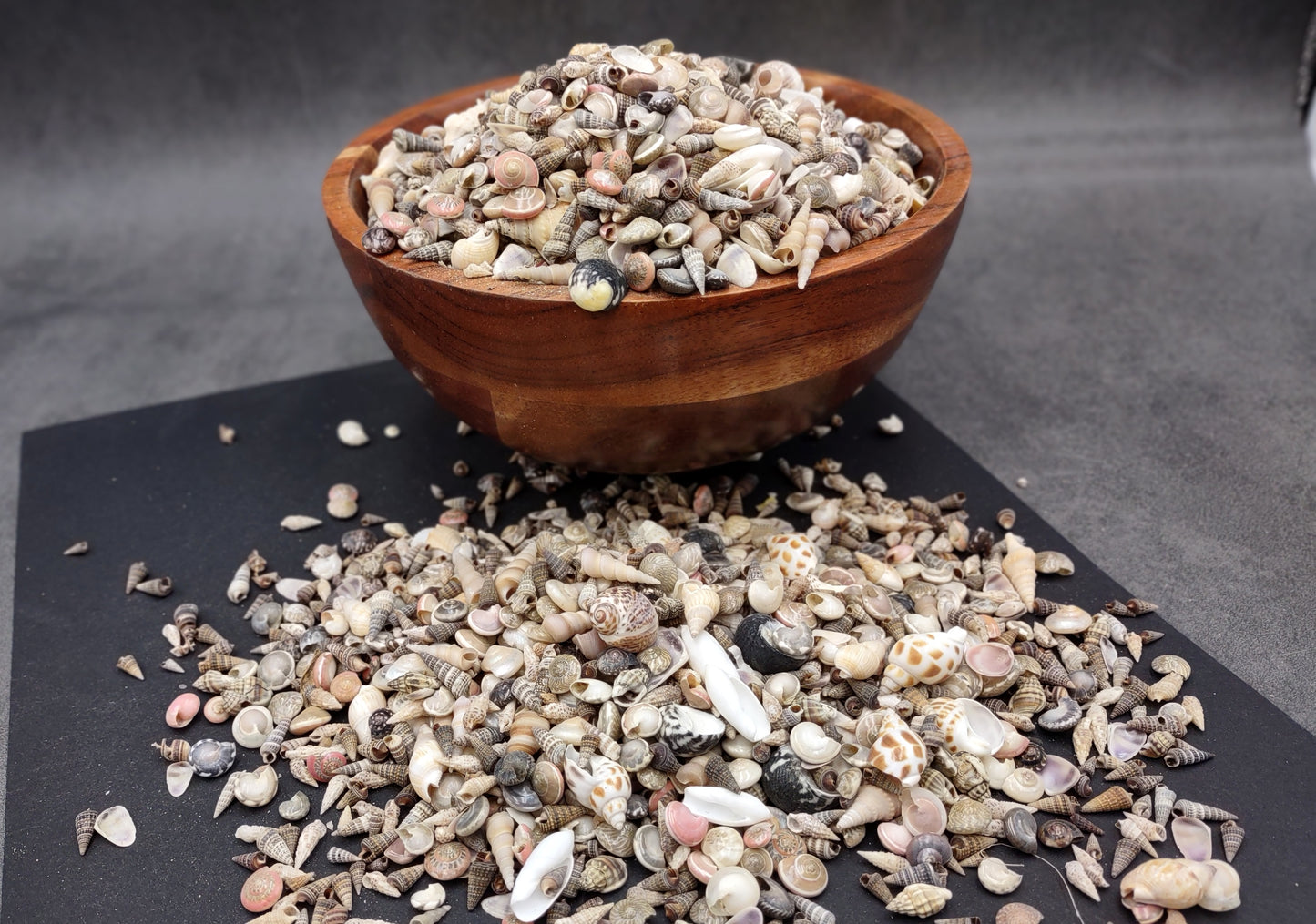 Tiny Seashell Assorted Ocean Mix For Crafts (approx. 1 kilogram 0.25+ inches) Great shells for coastal crafting and collections!