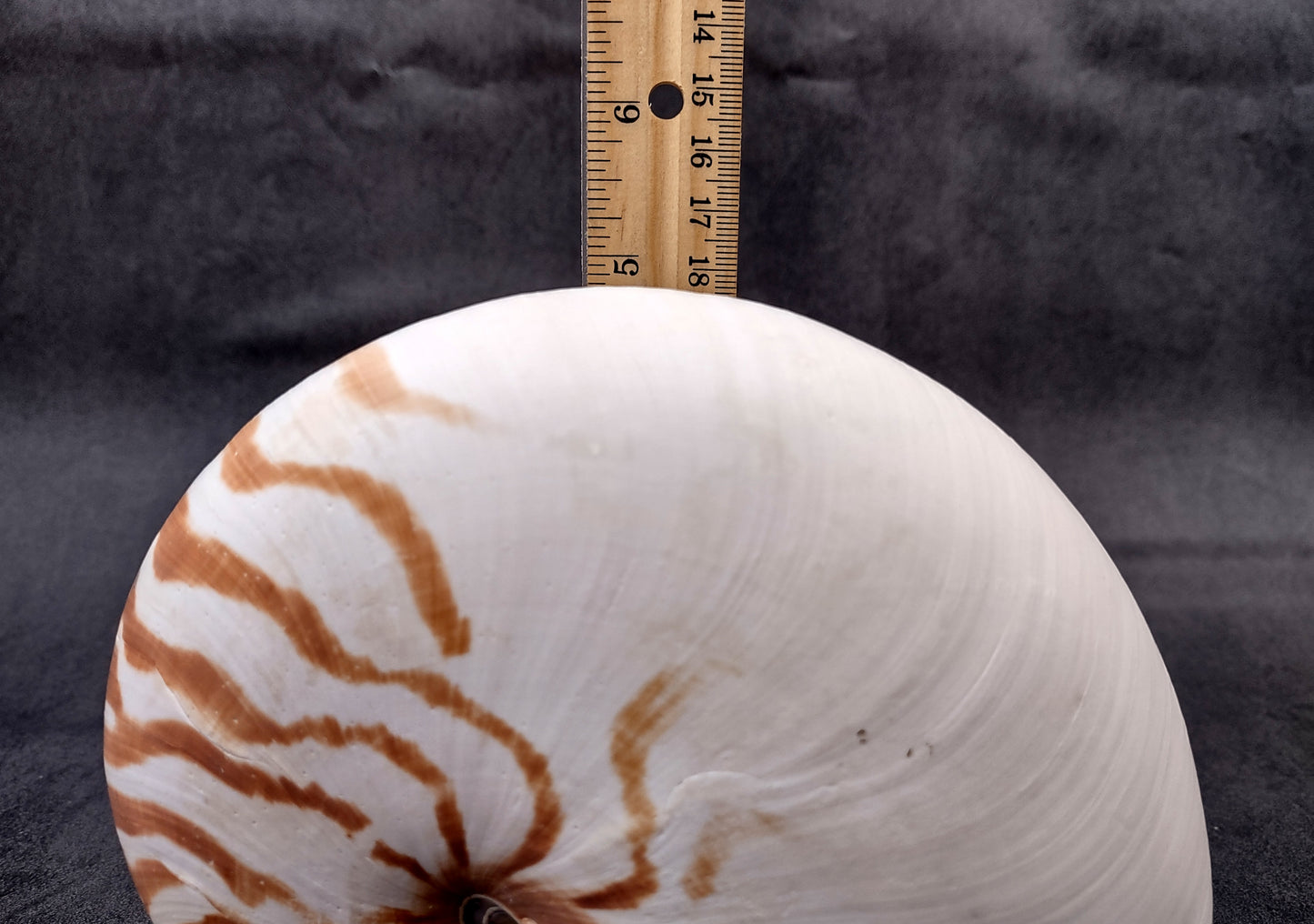 Natural Nautilus Seashell (6-7") - Nautilus Pompilius