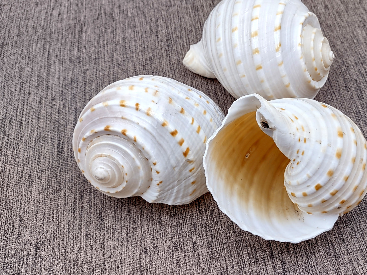 Spotted Tun Seashell Tonna Tessalata (1 shell approx. 4+ inches) Distinct shells for coastal crafting décor & collections!