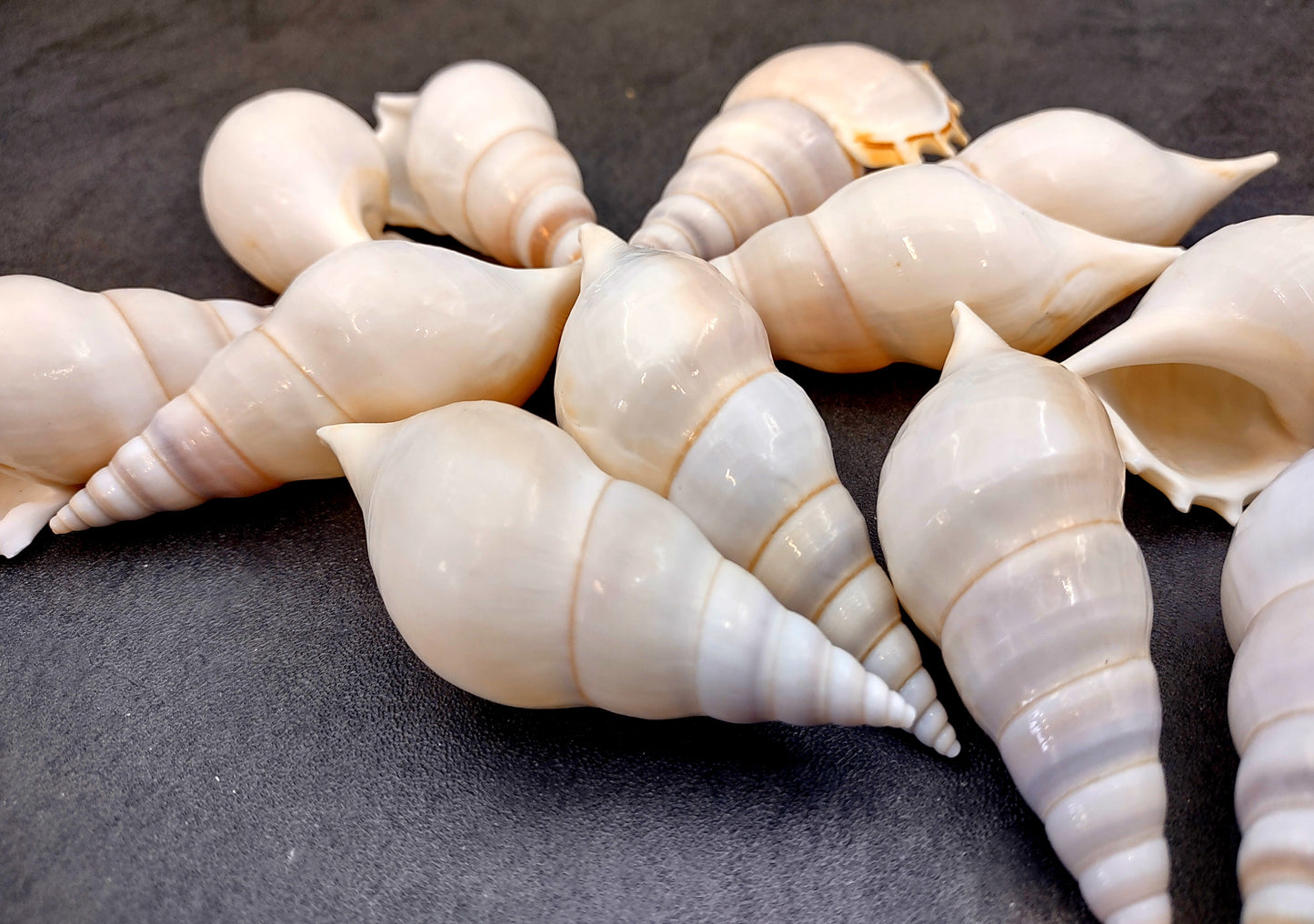 Delicate Tibia Shell - Tibia Delicatula - (3 shells approx. 3-4 inches). Three white and tan shaded spiral shells with a small opening at the end. Copyright 2022 SeaShellSupply.com.