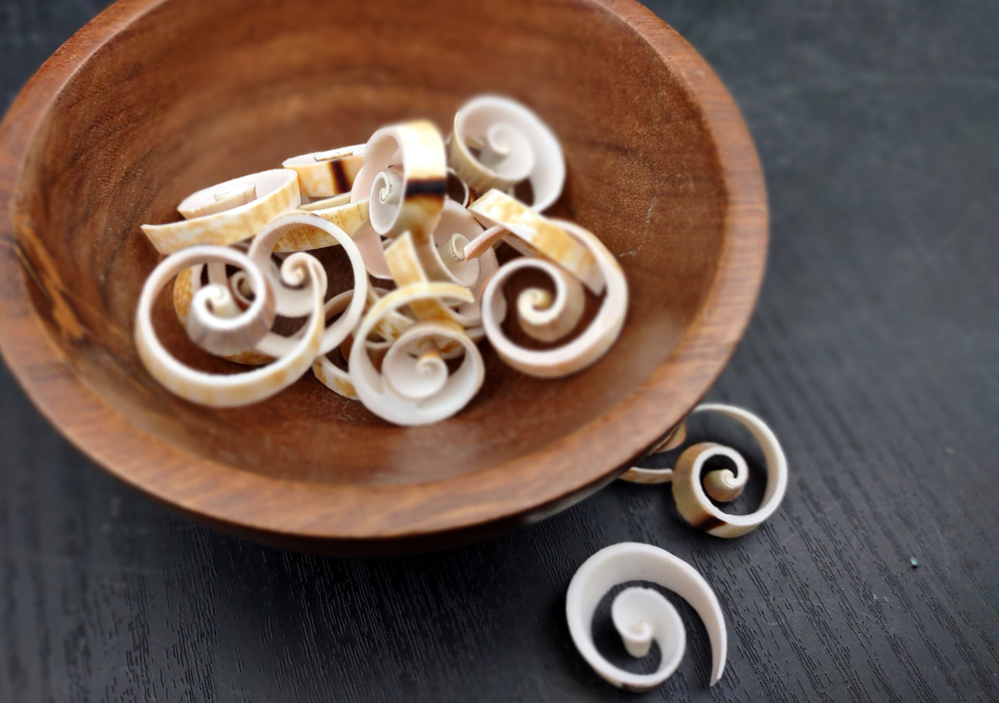 Swirl Cut Strombus Seashell Strombus Luhuanus (15 shell slices approx. .75+ inches) Copyright 2024 SeashellSupply.com