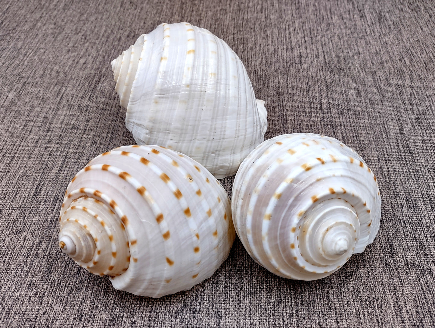 Spotted Tun Seashell Tonna Tessalata (1 shell approx. 4+ inches) Distinct shells for coastal crafting décor & collections!
