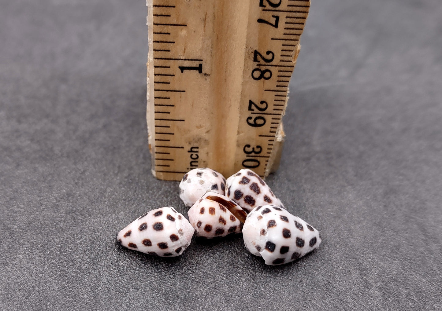 Photo of Extra Small Hebrew Cone Seashells Conus Ebraeus (5 shells approx. 0.25+ inches). Copyright 2024 SeashellSupply.com