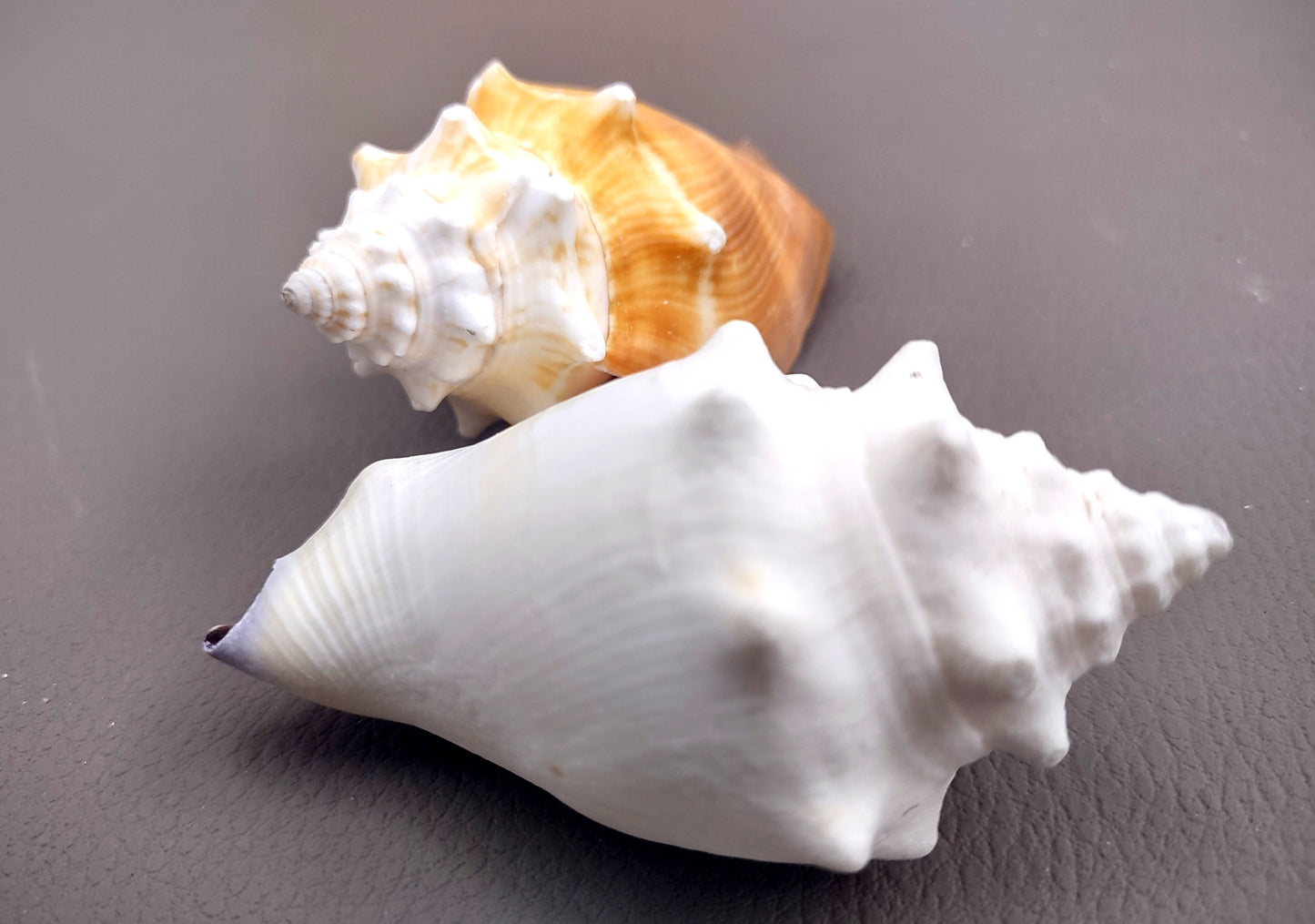 Florida Fighting Conch Seashell - Strombus Pugilus - (2 shells 2-3 inches). Orange tinted shells knobby shells. Copyright 2024 SeaShellSupply.com.