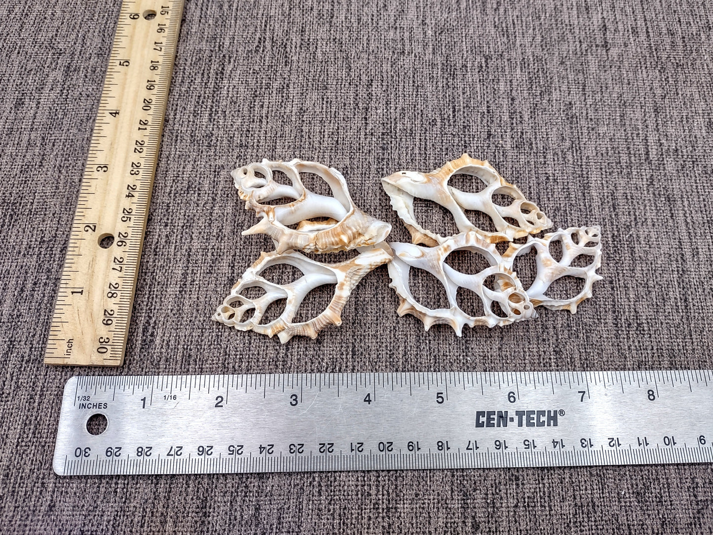 Frilled Frog Center Cut Shells - Bursa Rana - (5 shells approx. 1.5-3 inches). Multiple thin sheets of brown shaded shells laying down showing the inside cavities. Copyright 2022 SeaShellSupply.com.