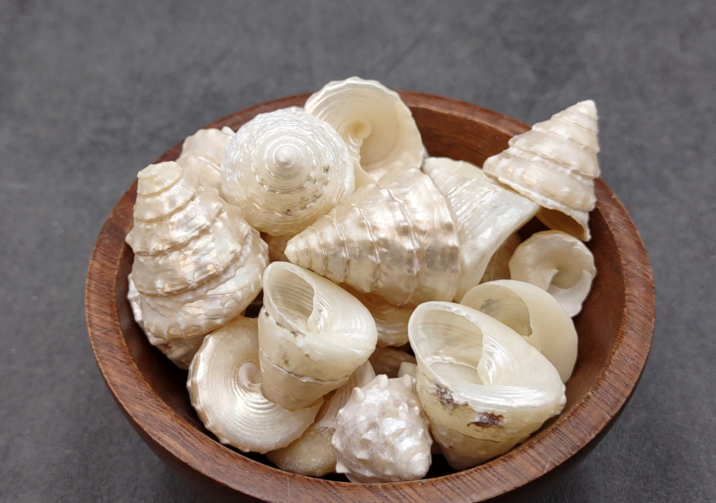 Pearlized Trochus Seashell Trochus Niloticus (10 shells approx. 0.75+ inch) Neat shells for coastal crafting décor & collections!