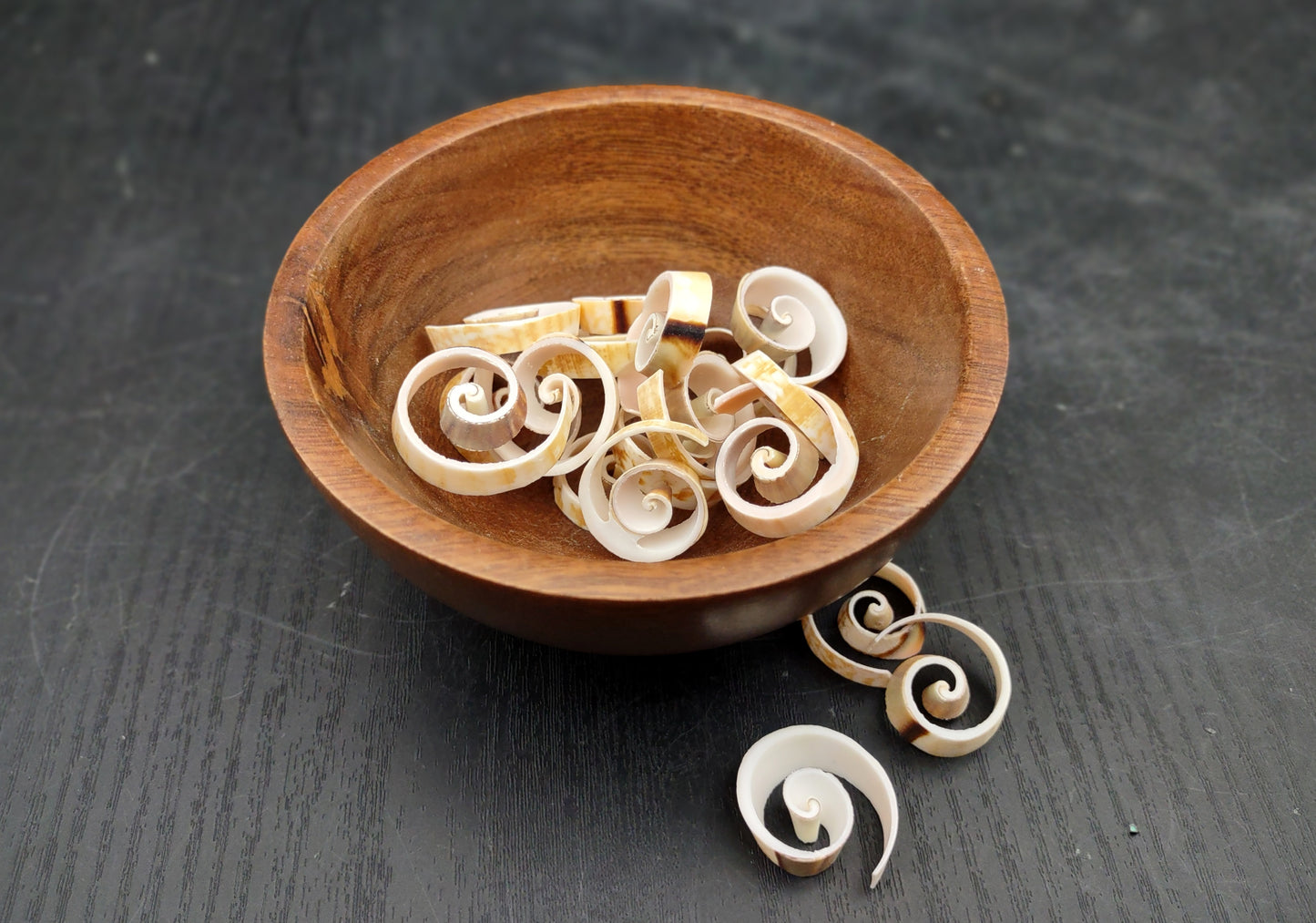 Swirl Cut Strombus Seashell Strombus Luhuanus (15 shell slices approx. .75+ inches) Copyright 2024 SeashellSupply.com