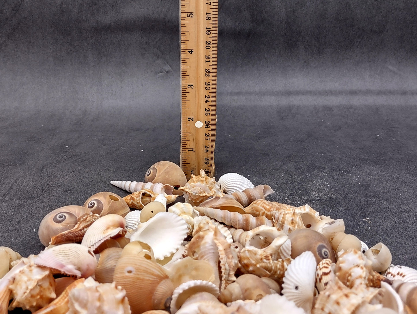 Drilled Seashells Assorted Mix (approx. 1 pound 60+ shells 0.75-1.5+ inches) Great shells for coastal crafting and collections!