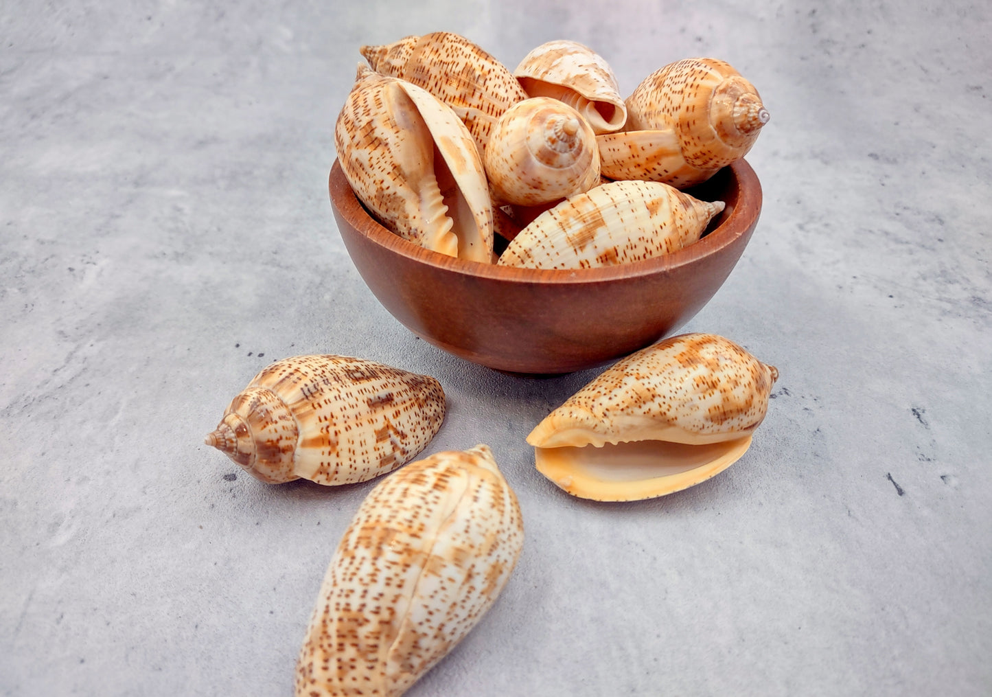 Brown Lined Volute Seashells Harpulina Lapponica (4 shells approx. 2+ inches) Neat shells for coastal crafting decor & collections!