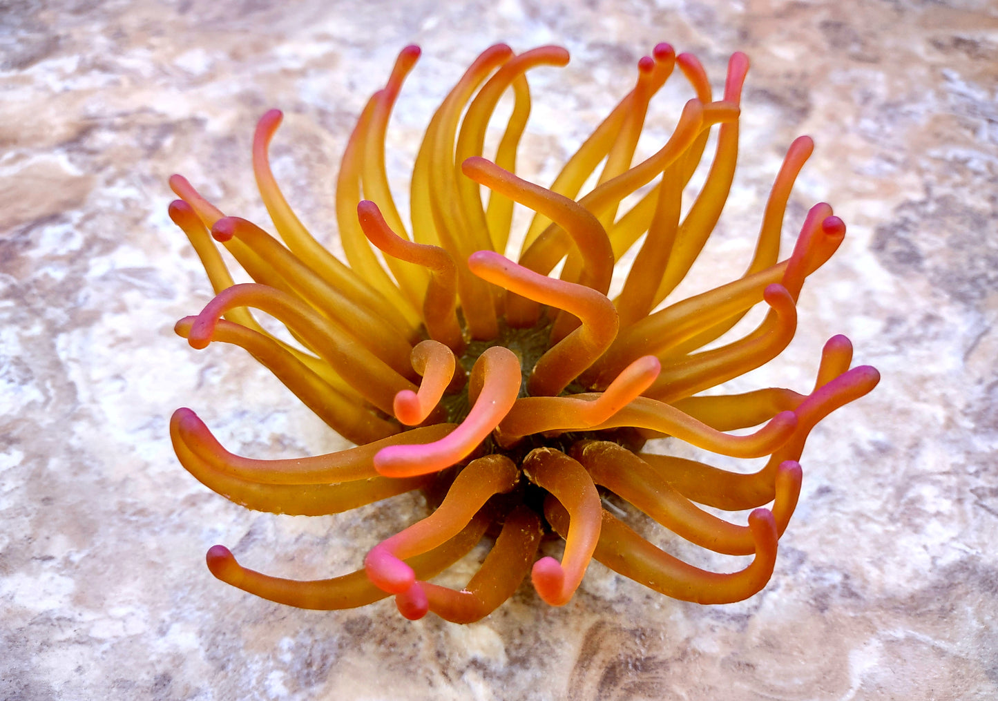 A photo of a single Green FAUX Anemone Condylactis Gigantea. Copyright 2024 SeashellSupply.com