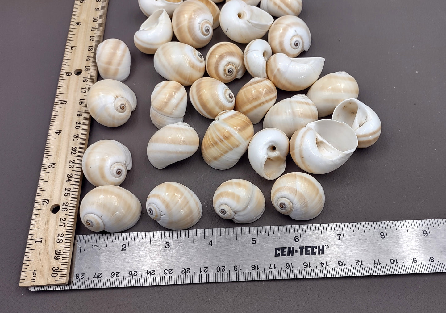 Shark Eye Moon Seashells (10 pcs.) - Polinices Duplicatus. White shells with tan stripes following the spiral. Copyright 2024 SeaShellSupply.com.