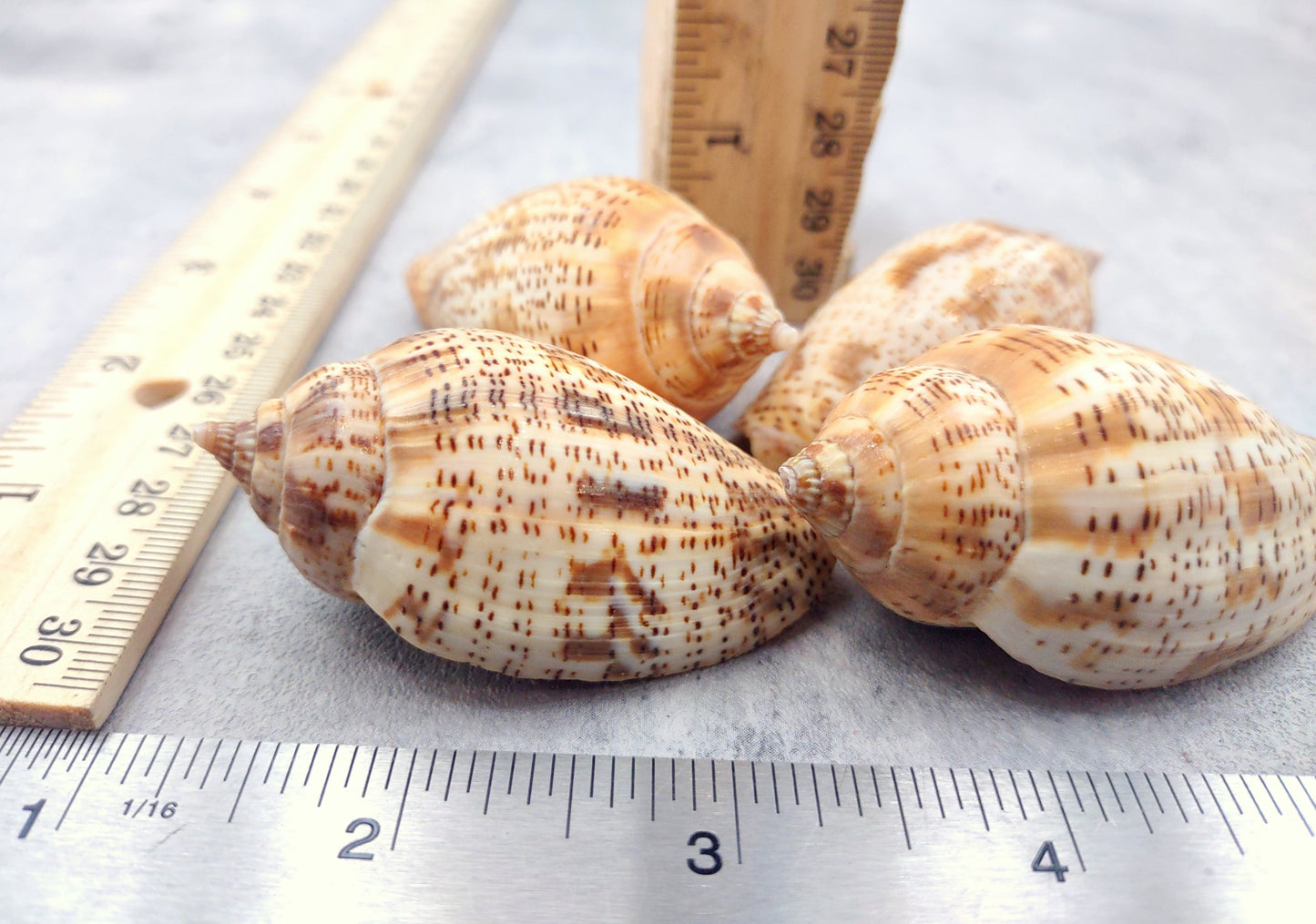 Brown Lined Volute Seashells Harpulina Lapponica (4 shells approx. 2+ inches) Neat shells for coastal crafting decor & collections!