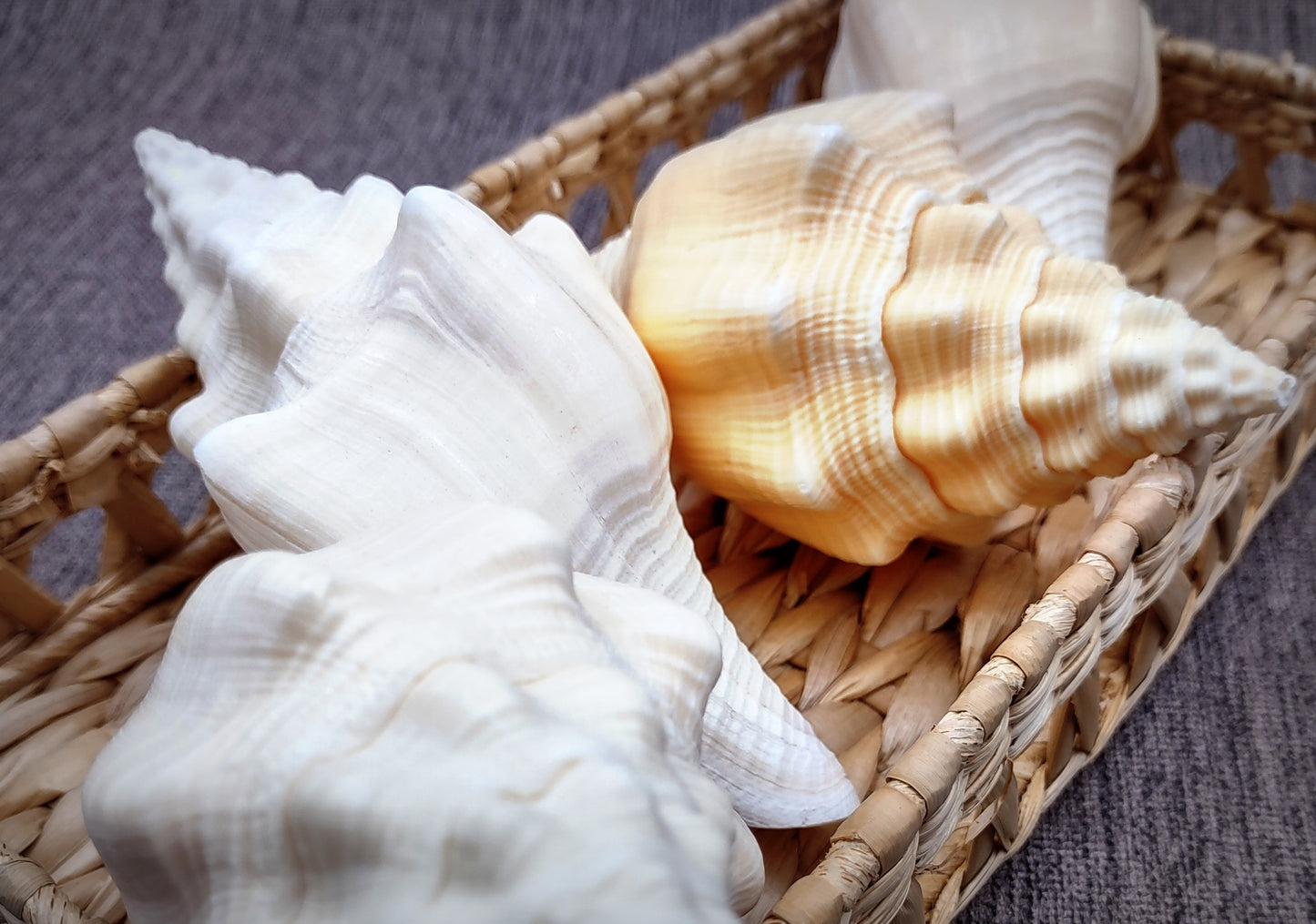 West Indian Chank - Turbinella Angulata - (1 shell 5-6 inches). White ribbed spiral shells, one shell shows the opening and one showing the textured side. Copyright 2024 SeaShellSupply.com.