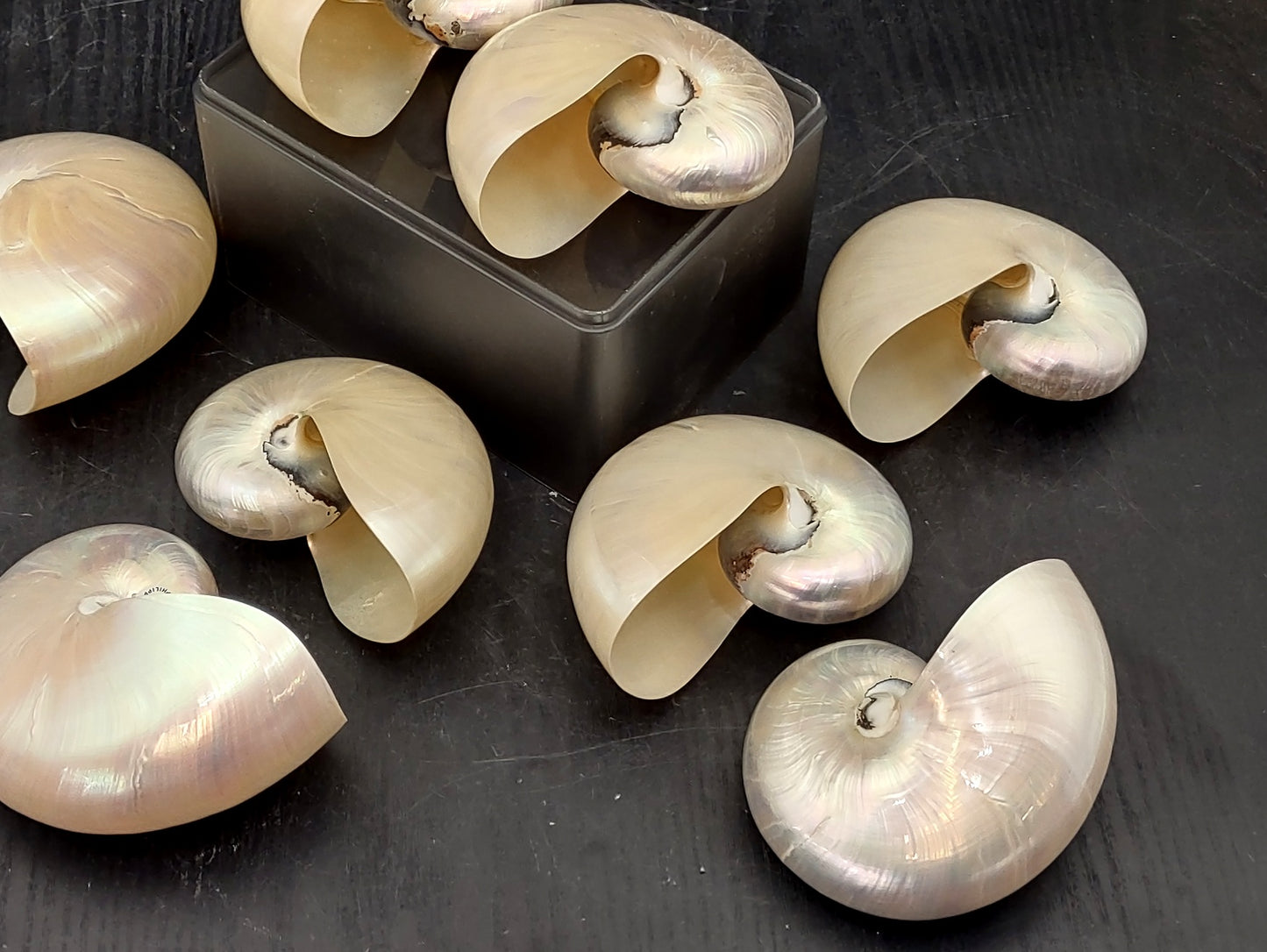 Baby Pearl Nautilus Seashell (4-5") - Nautilus Pompilius