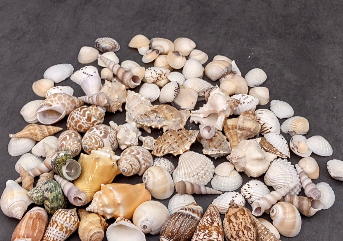 Indian Ocean Seashell Mix (approx. 1 kilogram 160+ shells 0.5-2+ inches) Great shells for coastal crafting and collections!