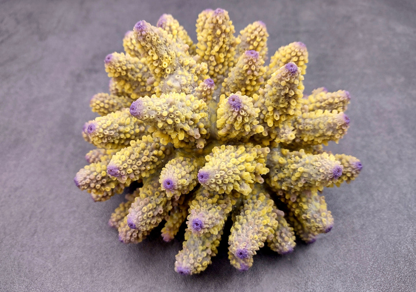 Yellow Finger Staghorn FAUX Coral - Acropora Humilis - (1 FAUX Coral approx. 5.5x3.5x5 inches). yellow and purple branched tentacles. Copyright 2024 SeaShellSupply.com.