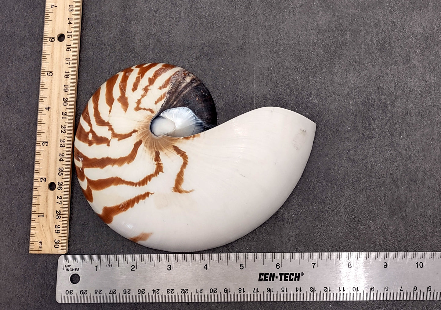 Natural Nautilus Seashell Left Cut Single Half Nautilus Pompilius (1 HALF shell approx. 7+ inches) Shells for coastal decor & collections!
