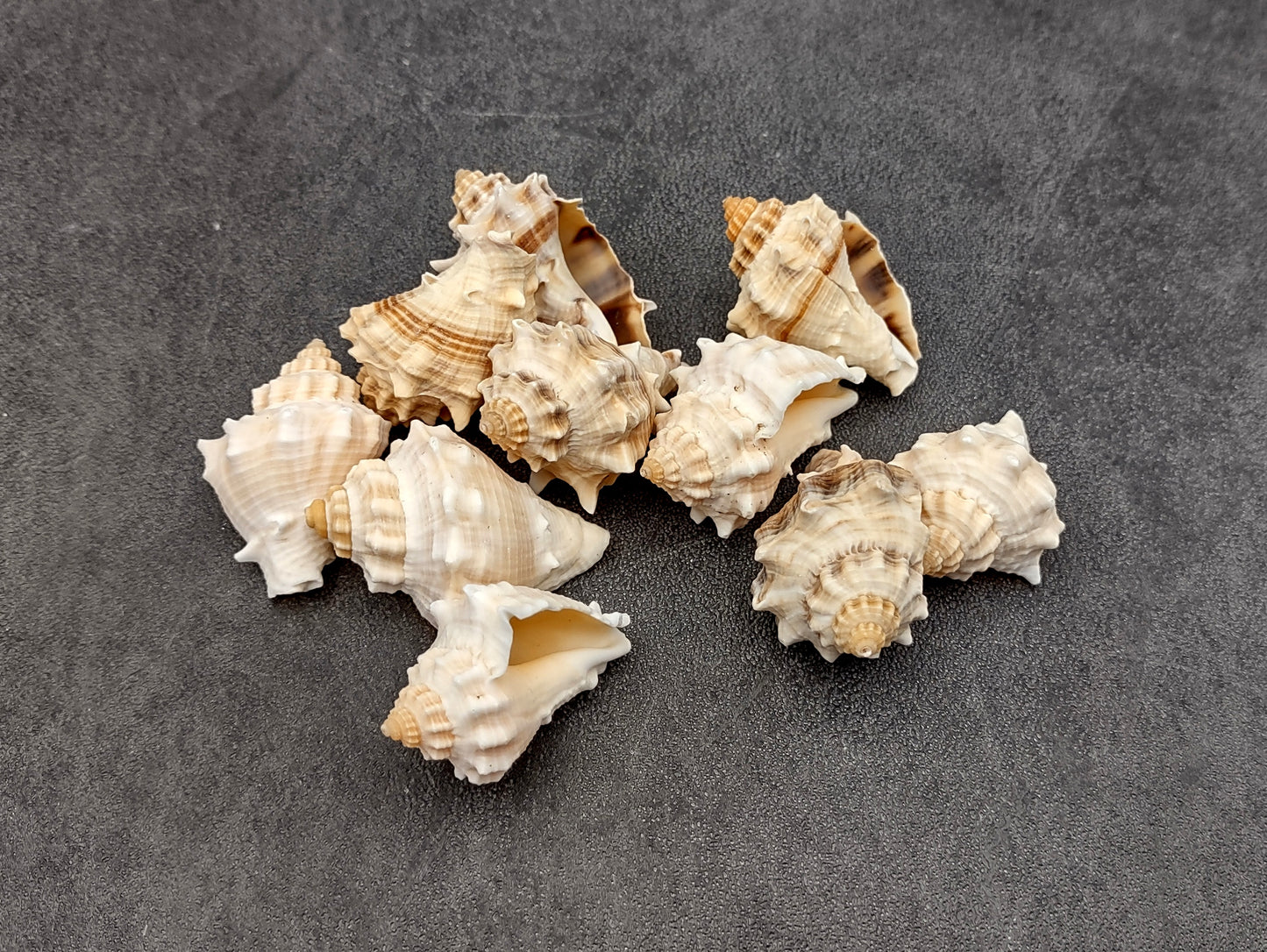 Spiny Melongena Seashells Melongena Bispinosa (10 shells approx. 1+ inches) Spiny shell great for any collection or coastal craft project!