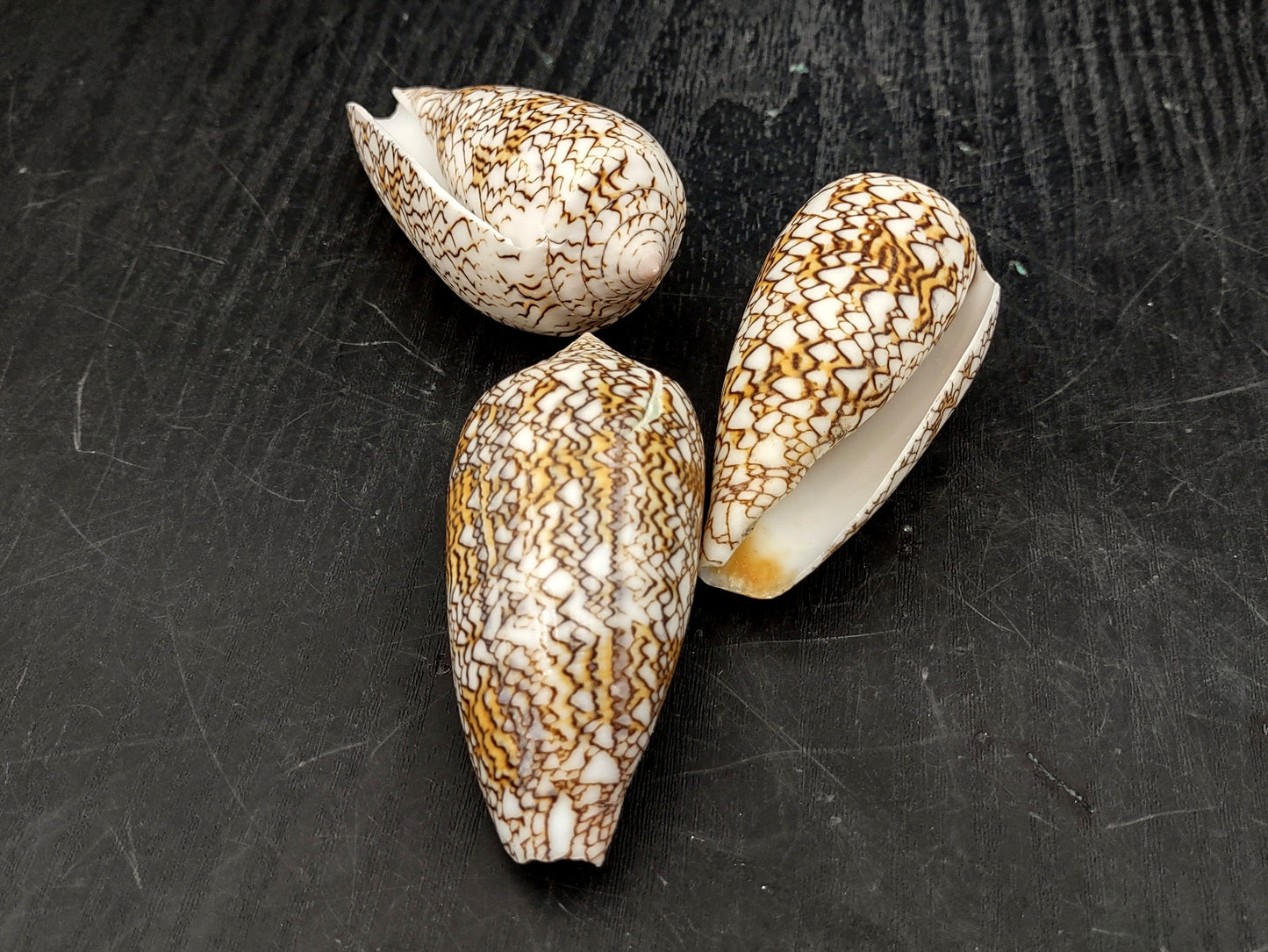 Cloth of Gold Cone Seashell (2.5-3"+) - Conus Textile