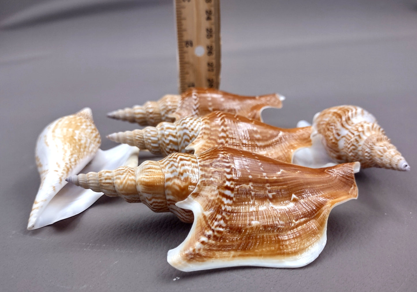 Listers Conch Shell - Strombus Listeri - (1 shell approx. 3.5-4 inches). Two orange and white spiral textured shells. Copyright 2024 SeaShellSupply.com.
