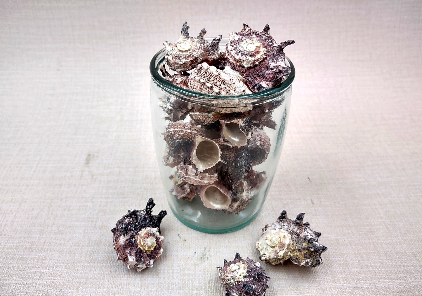 Pink Dolphin Shells Angaria Delphinus Pink Spiral Seashells (5 shells approx. 1+ inches) SS-037 copyright 2024 SeaShellSupply.com