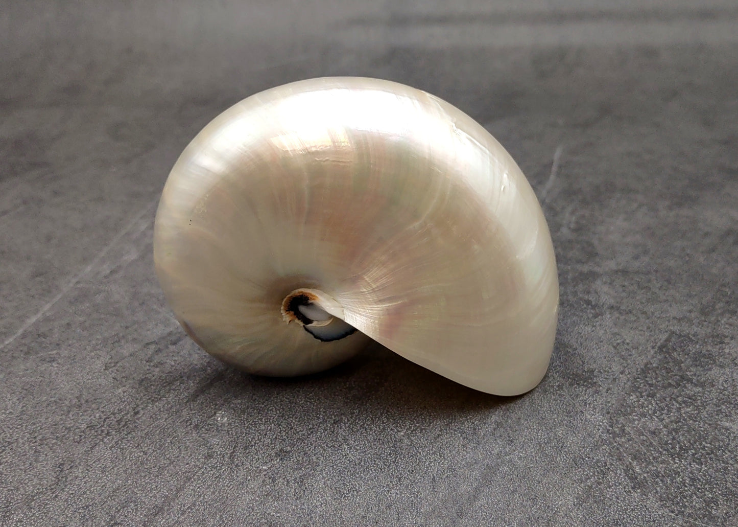 Pearlized Nautilus Seashell Polished Nautilus Pompilius (1 shell approx. 3+ inches) Pearlized Nautilus Shell for display decor & collecting!