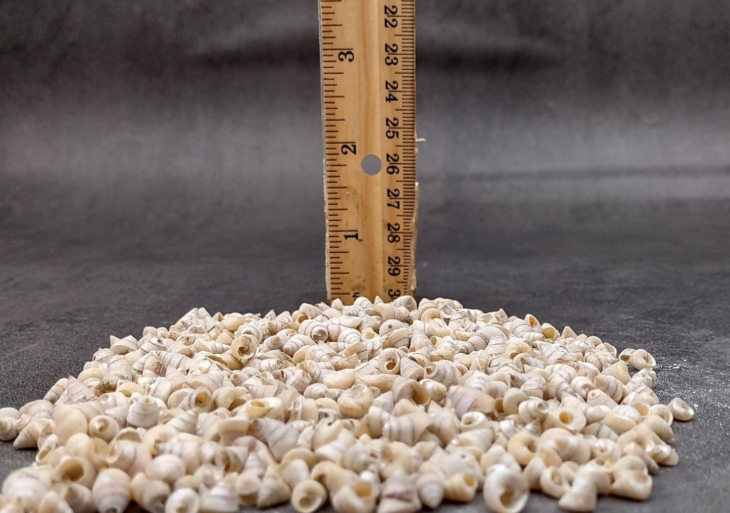 Tiny Venetian Pearl Seashells (appx. 380-400 pcs.) Pile of grey, white, and tan, small shells. Copyright 2024 SeaShellSupply.com.